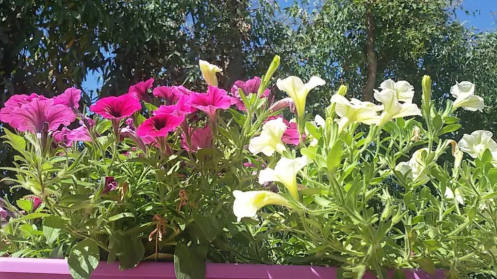 Altamarea Βίλα Stintino Σπίτι διακοπών